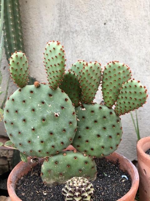 Xuơng rồng oputia tai mickey