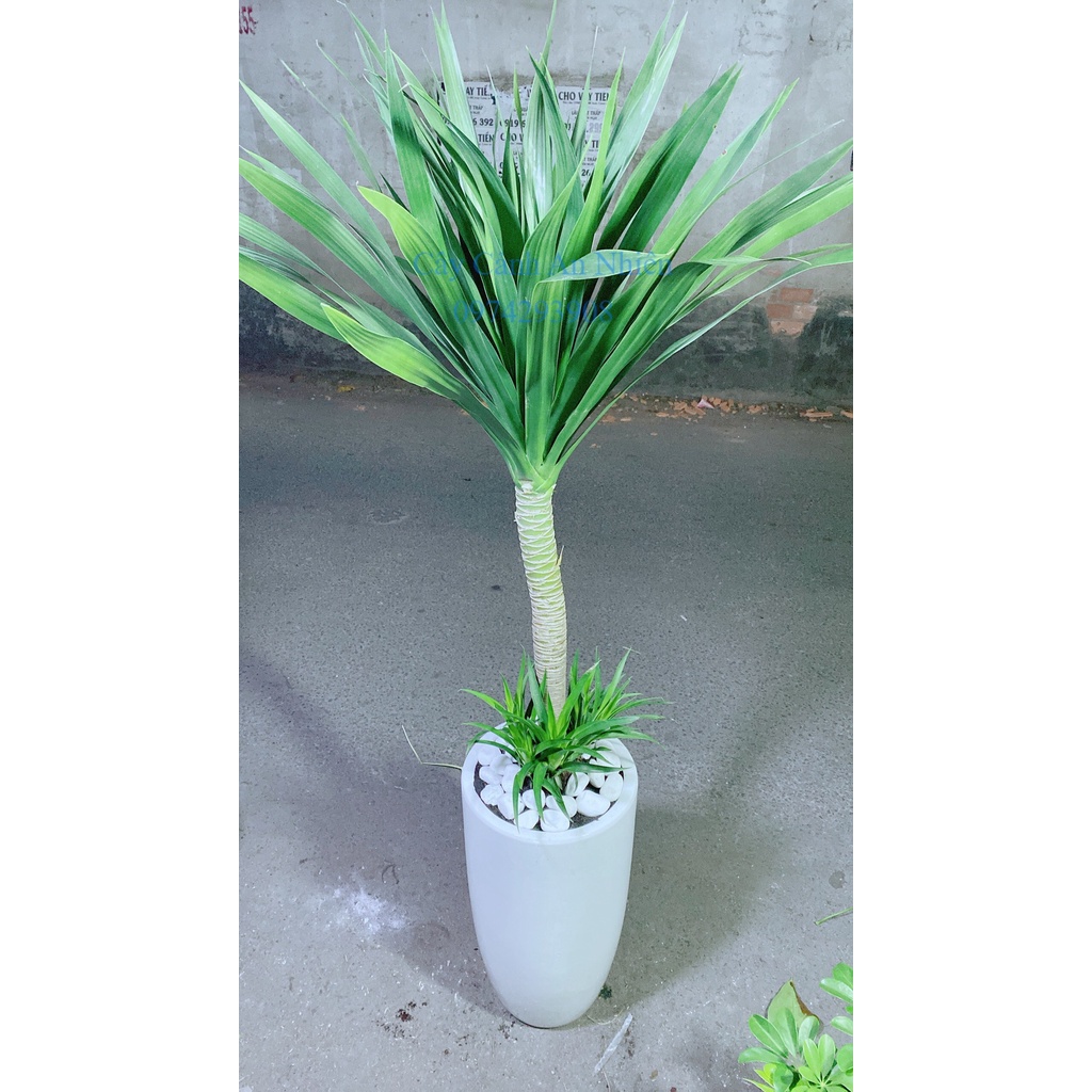 Chậu Cây Phát Tài Núi