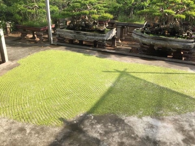 Hoa hoè khô thái bình của nhà trồng 179 /kg đảm bảo sạch thơm