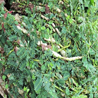 Giống Rau nhút