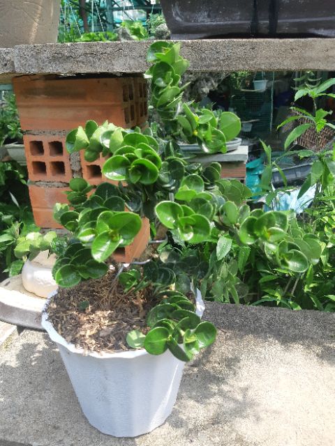 Cây siro Đài Loan bonsai TẶNG CHẬU