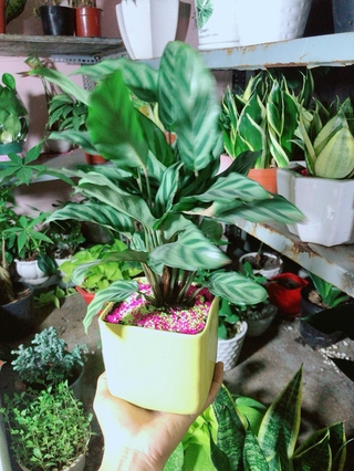 Chậu Cây Đuôi Công Xanh