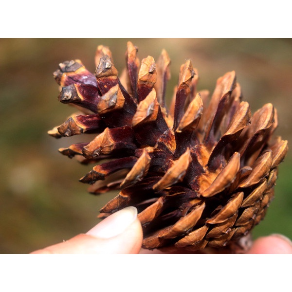 Quả thông tự nhiên trang trí cây Thông Giáng sinh