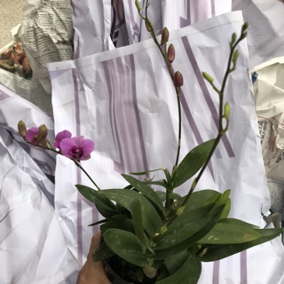 Hoa Lan yayamini chậu đang nụ, hoa