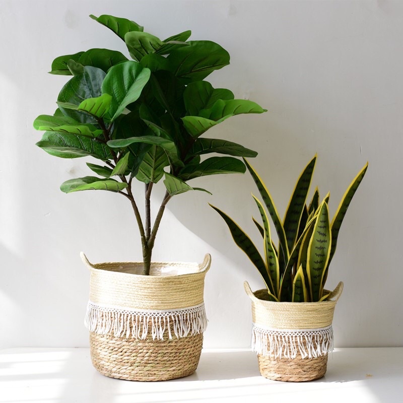 🌳 Cây bàng Singapore giả cảnh trang trí nội thất cao 1mét gồm 3 nhánh - KÈM CHẬU NHỰA ĐEN