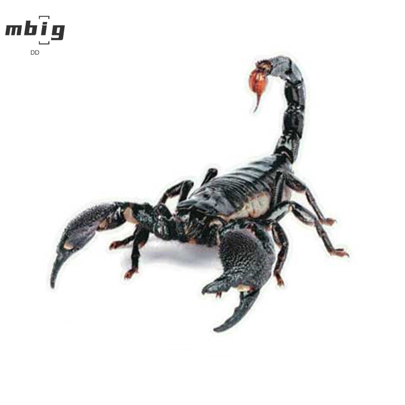 Đề can dán trang trí xe hơi hình bò cạp 3D bằng PVC