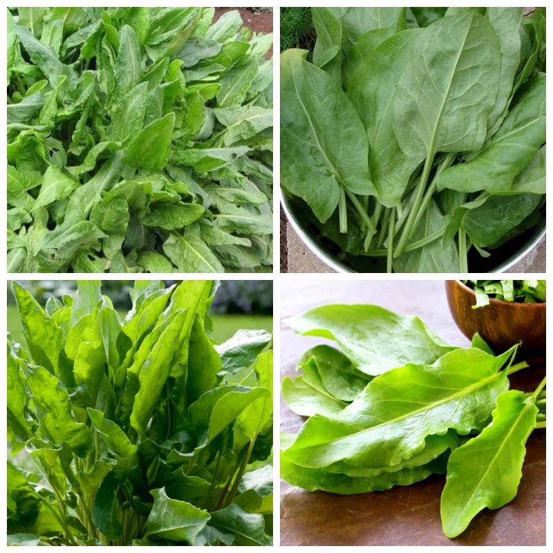 400 HẠT GIỐNG RAU CHUA SOREL XANH/ ĐỎ