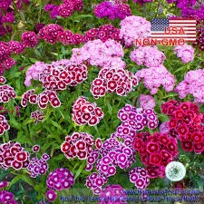 Hạt Giống Hoa Cẩm Chướng F1  siêu dễ trồng-Tổng kho hạt giống giá rẻ