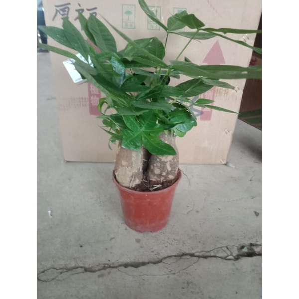 Cây kim ngân để bàn chậu nhựa đỏ