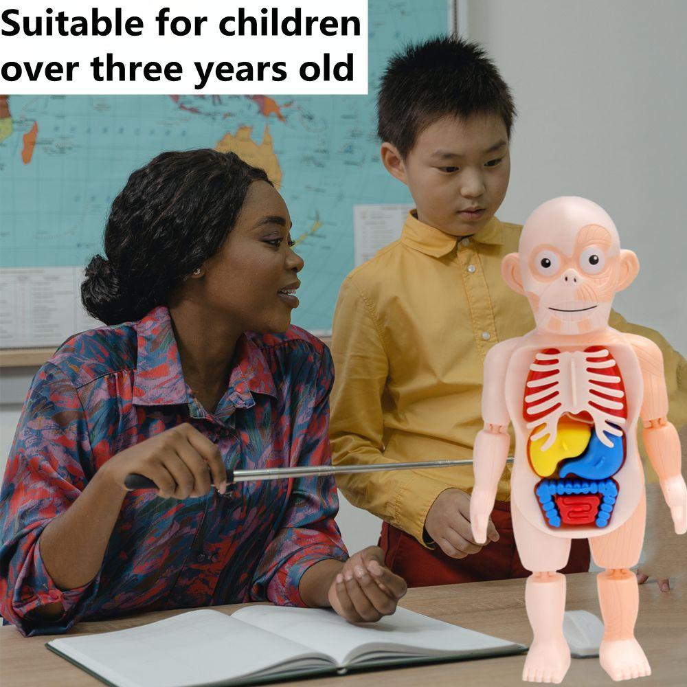 CHOOKEY Bộ Đồ Chơi Lắp Ráp Mô Hình Cơ Thể Người 3D