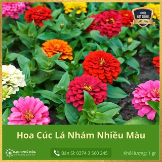Hạt Giống Hoa Cúc Lá Nhám Kép FVN 15 hạt  - Dễ trồng, Nhiều hoa, Màu sắc sặc sỡ, Chịu nắng mưa