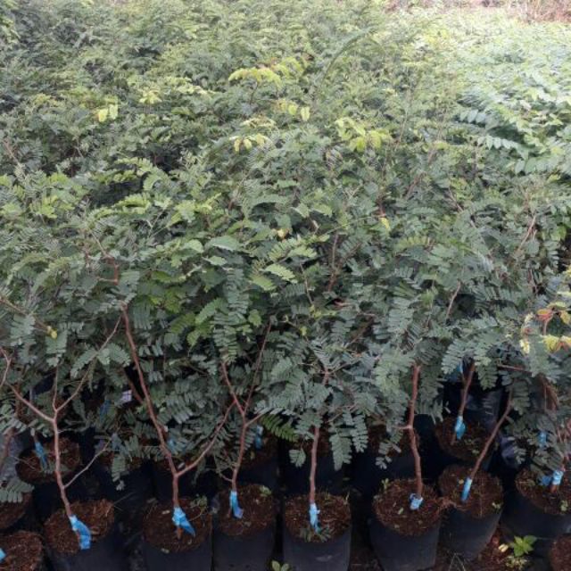 Cây 🌲 Me Thái...ngon ngọt