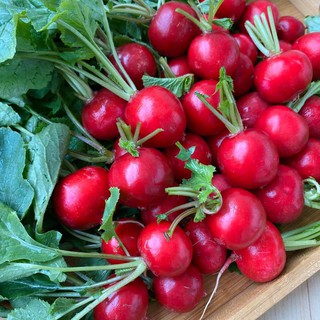 Combo 7:  4 loại hạt giống rau ăn củ chịu nhiệt trồng mùa hè NHẬP KHẨU 100%