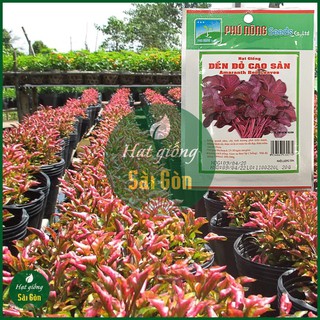 20GR - HẠT GIỐNG RAU DỀN ĐỎ
