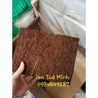 Bảng dớn giữ ẩm tốt trồng lan size 15x20x3cm
