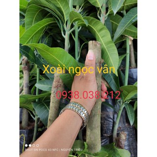 CÂY GIỐNG XOÀI NGỌC VÂN ( XOÀI TÍM )