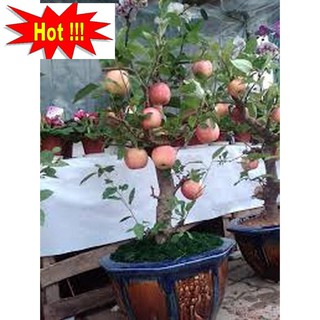 Hạt giống Táo Đỏ Lùn