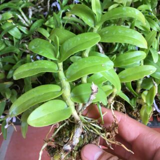 Trầm Rồng đỏ