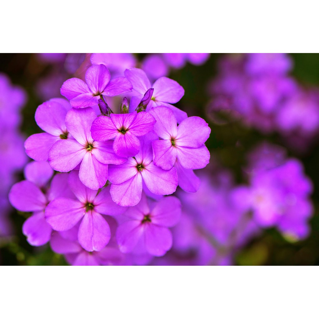 Hạt giống hoa violet giá rẻ