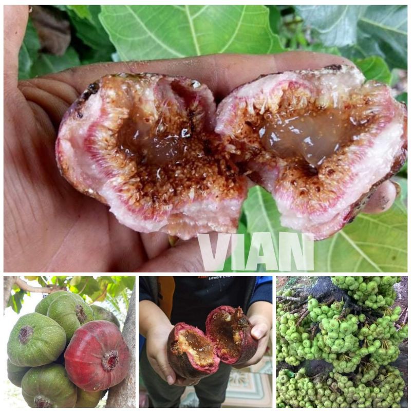 Cây Sung Mật Rừng