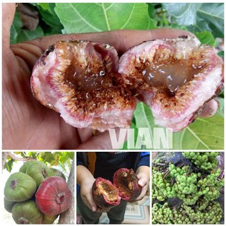 Cây sung mật rừng