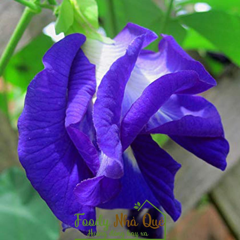hạt giống đậu biếc