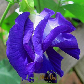 hạt giống đậu biếc