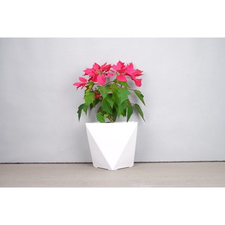 Chậu Nhựa Trồng Cây Vuông Vát Cạnh 25x14.5x22.8cm - Trồng Cây Cảnh, Hoa Kiểng (Hàng VNXK)