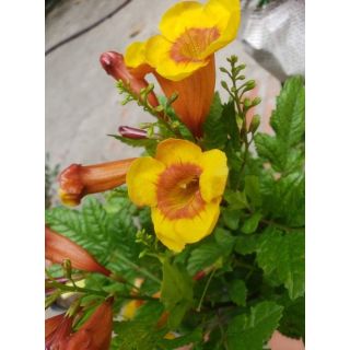 Cây đăng  tiêu  bụi (hoàng yến cam ,hoàng yến đỏ.hoàng yến  vàng cam)