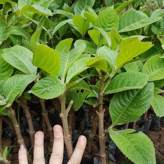 💙10 cây chè khổng lồ dùng chăn nuôi 👏👏 MUA 10 TẶNG 1 👏👏 Số lượng có hạn