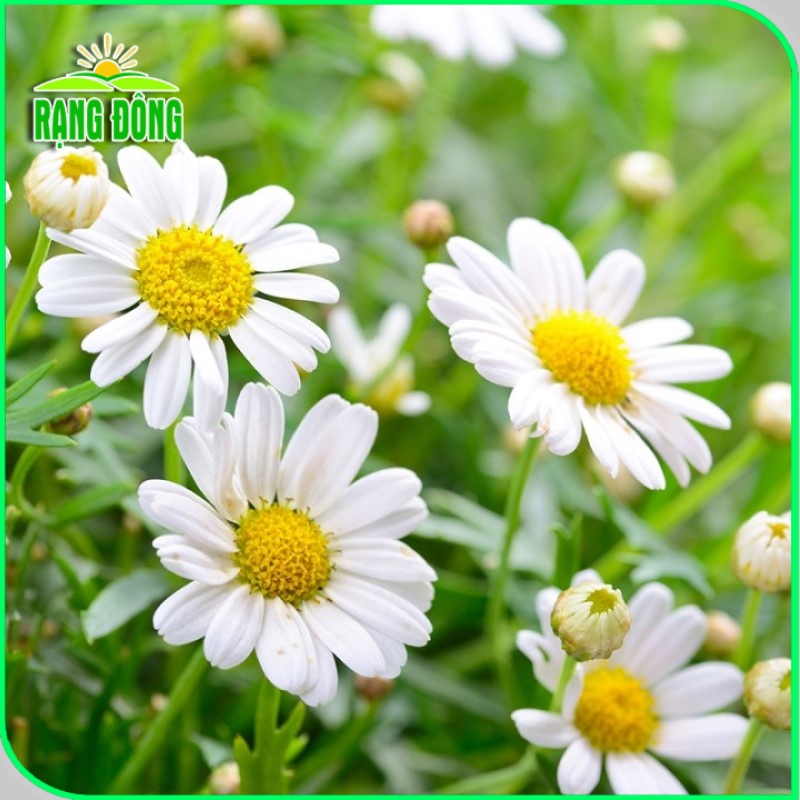 Hạt giống Hoa Cúc Trà - Hoa Cúc Họa Mi chuyên trồng làm trà (gói 0,1 gr) - Hạt giống Rạng Đông