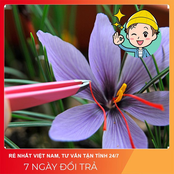 [RẺ rẻ RẺ ] NHÍP GẮP SAFFRON (NHỤY HOA NGHỆ TÂY) NHỰA 7.8*0.7*0.7cm màu trắng (saffron tweezers)