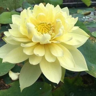  Hạt giống sen bạch diệp vàng ( gói 5 hạt )