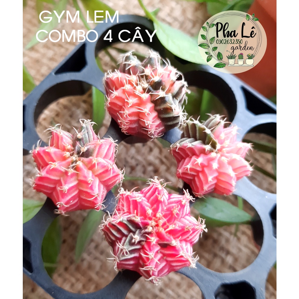 Combo 4-6 cây xương rồng gym lem đẹp