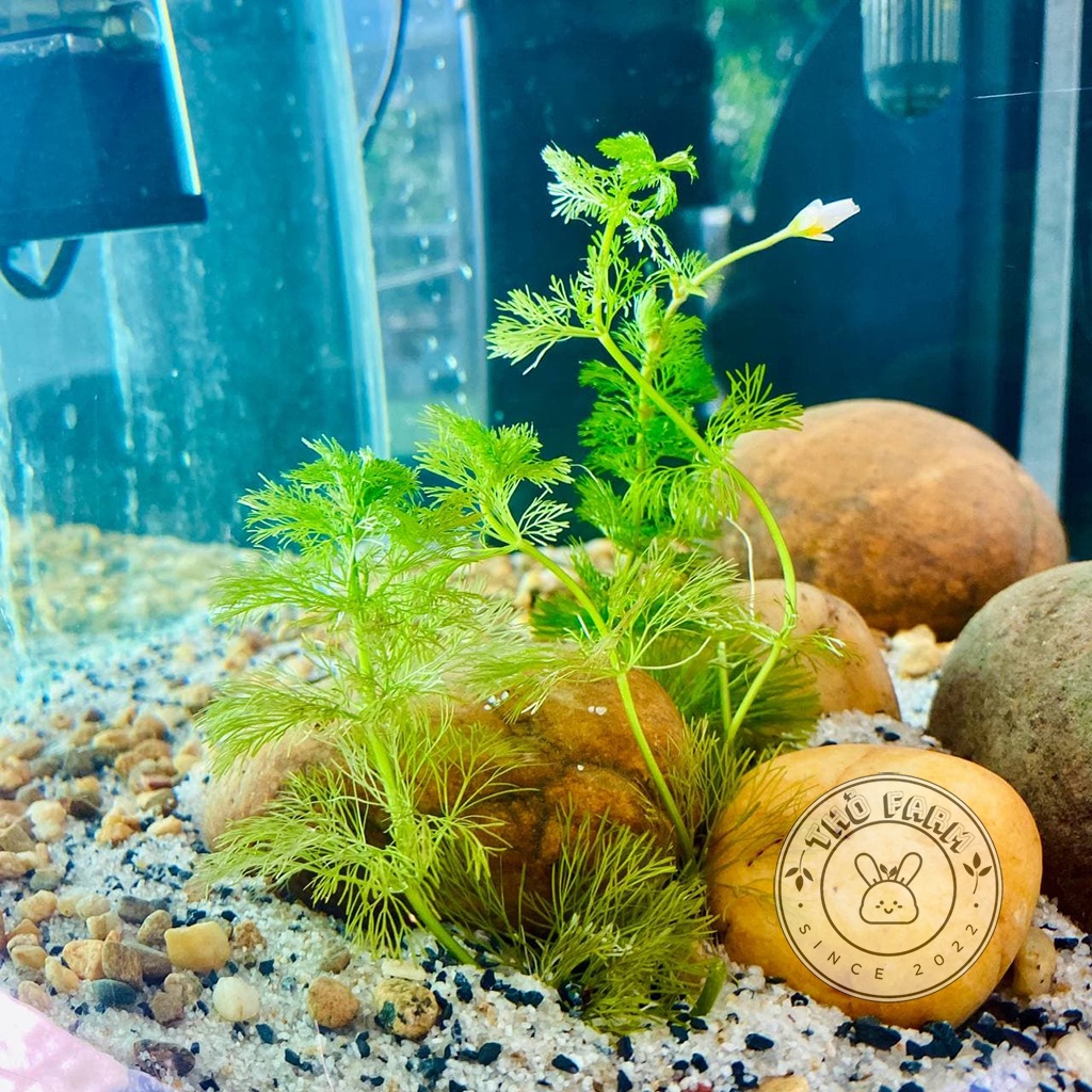 Tiểu Bảo Tháp cây thủy sinh trang trí bể thủy sinh cá cảnh