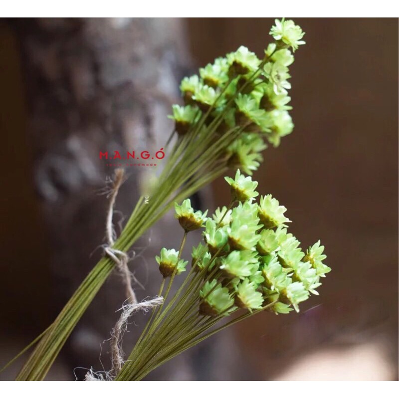 Hoa khô Glixia-Snowy-Tuyết Nhiệt Đới đẹp mê mẩn
