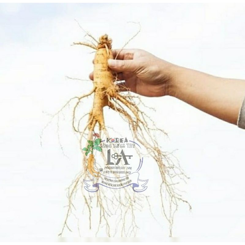 [Linh Anh chuyên cung cấp sp HanQuoc] Nhân sâm tươi Hàn Quốc  bán lẻ 99k /1củ   size Sâm  8 củ/1kg size Sâm10~40củ/1kg | BigBuy360 - bigbuy360.vn