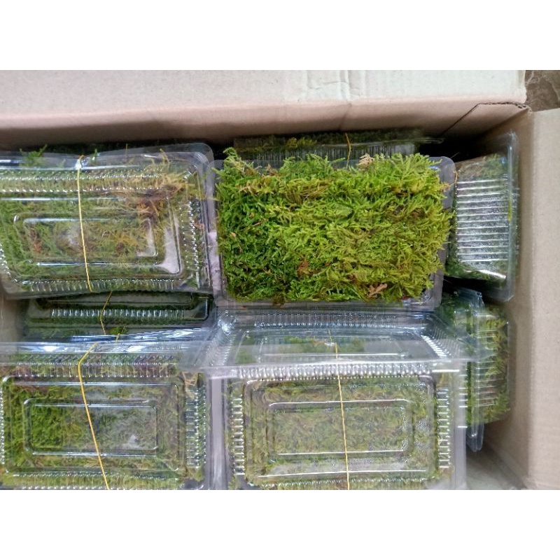 Rêu Weeping dùng trong trang trí tiểu cảnh, bán cạn, sân vườn, terrarium.....
