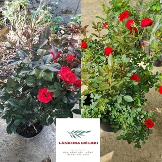 Hoa hồng Tỉ muội đỏ siêng hoa - Tỉ muội đỏ giống hồng dễ chăm dễ chơi