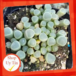 Mua sen đá Baby toes |FREESHIP|  XỨ NÓNG  ĐÃ THUẦN KHÍ HẬU  KHOẺ ĐẸP  LỖI 1 ĐỔI 1