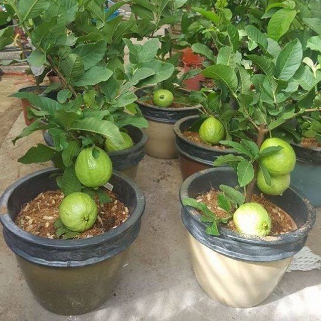 Cây giống Ổi Nữ Hoàng... siêu sớm