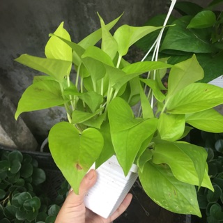 Combo chậu treo + cây trầu bà vàng