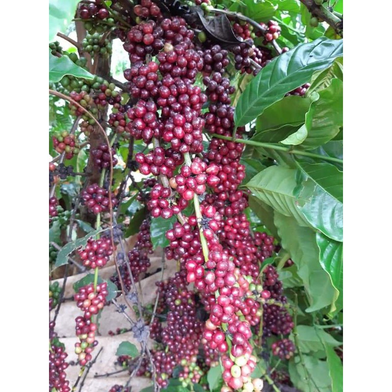 Cafe nguyên chất robusta đặc biệt gói 500g | BigBuy360 - bigbuy360.vn