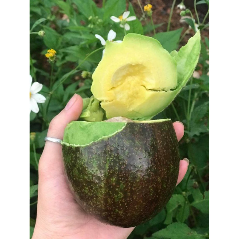 Bơ organic chuẩn sạch | BigBuy360 - bigbuy360.vn