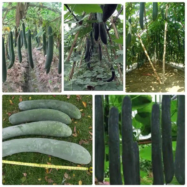 HẠT GIỐNG BÍ XANH SẶT