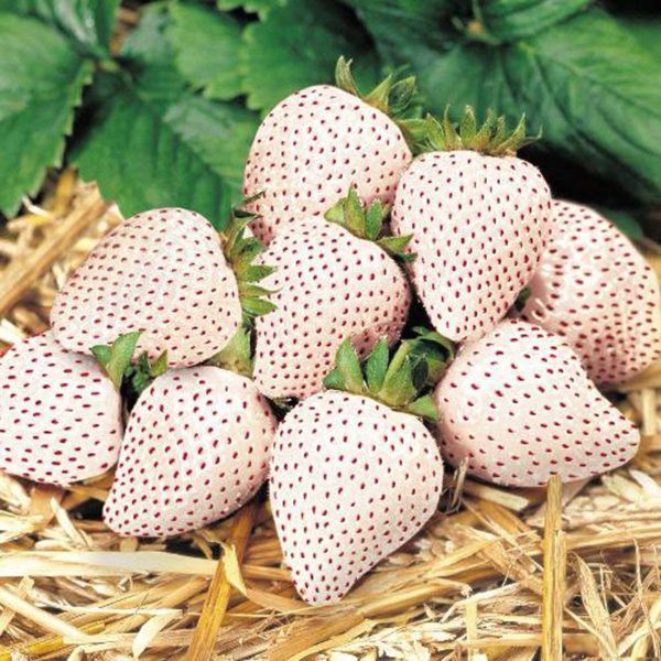Hạt giống Dâu tây Trắng 50 Hạt