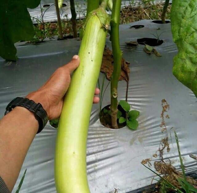 (200-250 hạt)- Hạt giống cà xanh Thái siêu dài