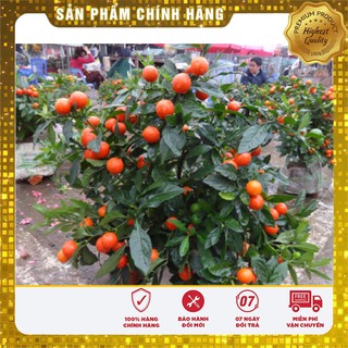 Hạt Giống Ớt Kiểng Quả Tròn Đỏ gói 30 hạt dễ trồng