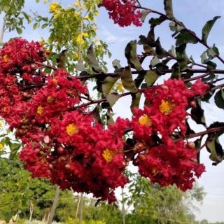 Hoa tường vi đỏ huyết long và trắng bạch long