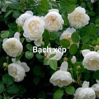 Cành chiết nguyên bản